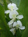 Simbolos de Cuba-flor mariposa.jpg